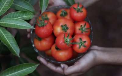 Tomato: Outdoor vs Greenhouse